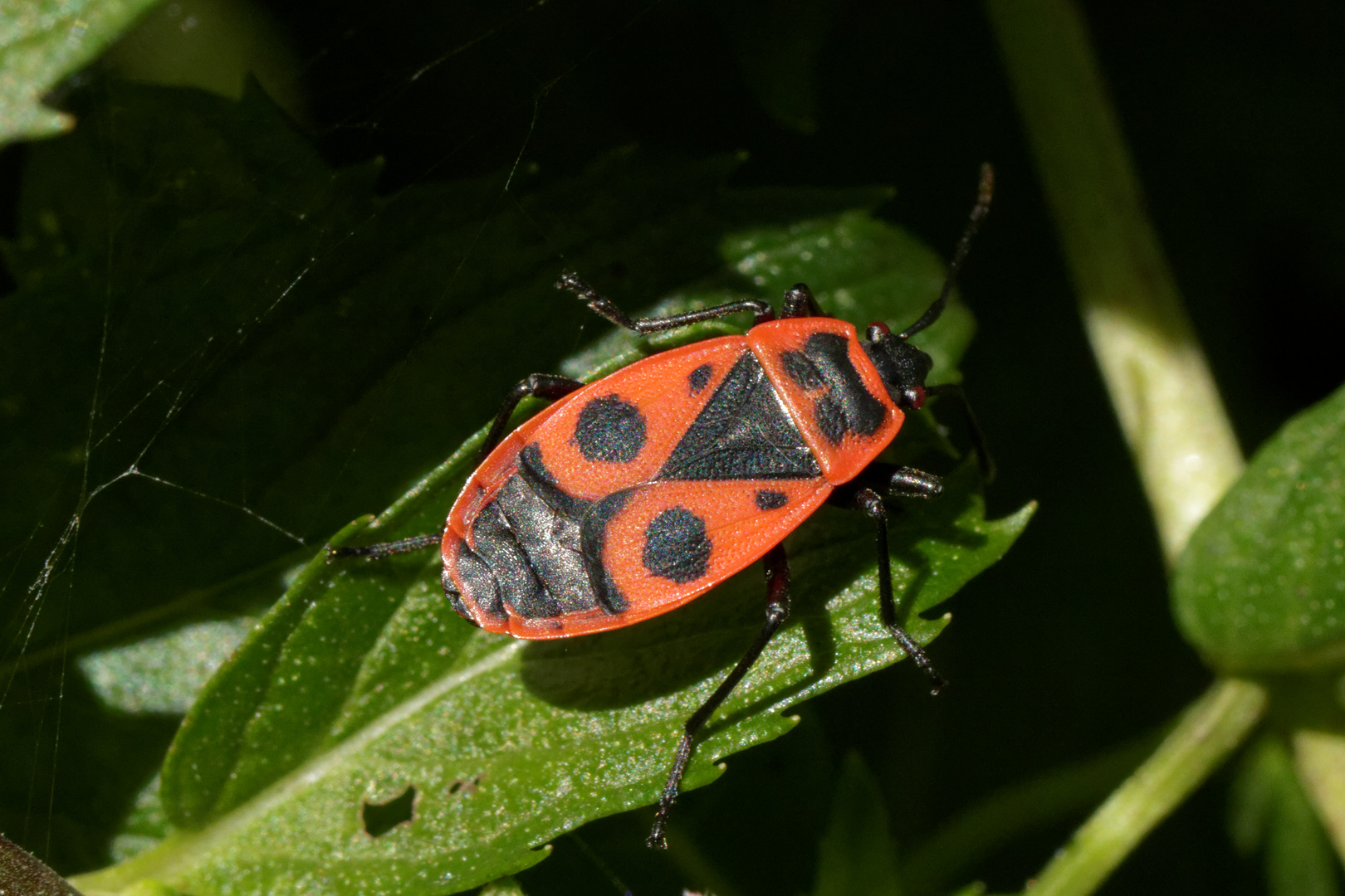 Gemeine Feuerwanze (Pyrrhocoris apterus)