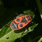 Gemeine Feuerwanze (Pyrrhocoris apterus)