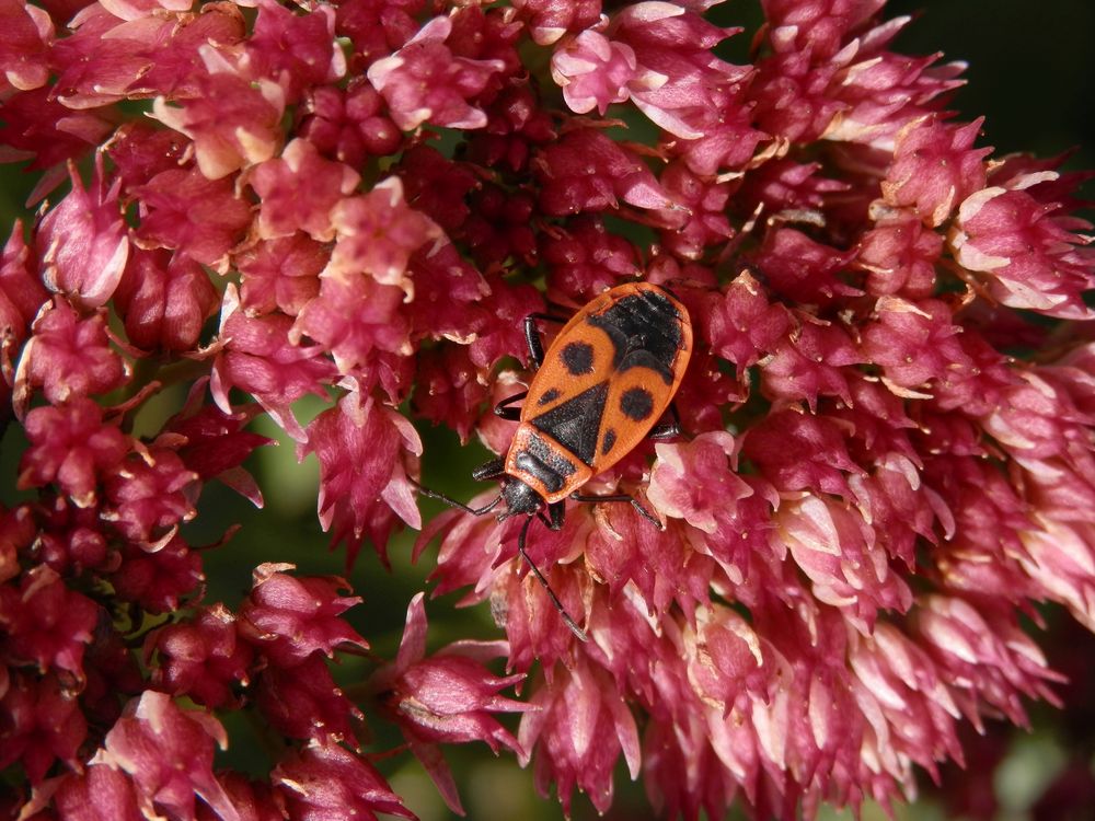 Gemeine Feuerwanze (Pyrrhocoris apterus) auf Fetthenne