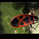 Gemeine Feuerwanze (Pyrrhocoris apterus)