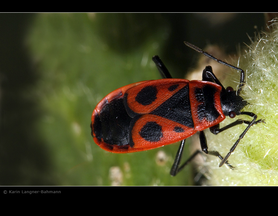 Gemeine Feuerwanze (Pyrrhocoris apterus)