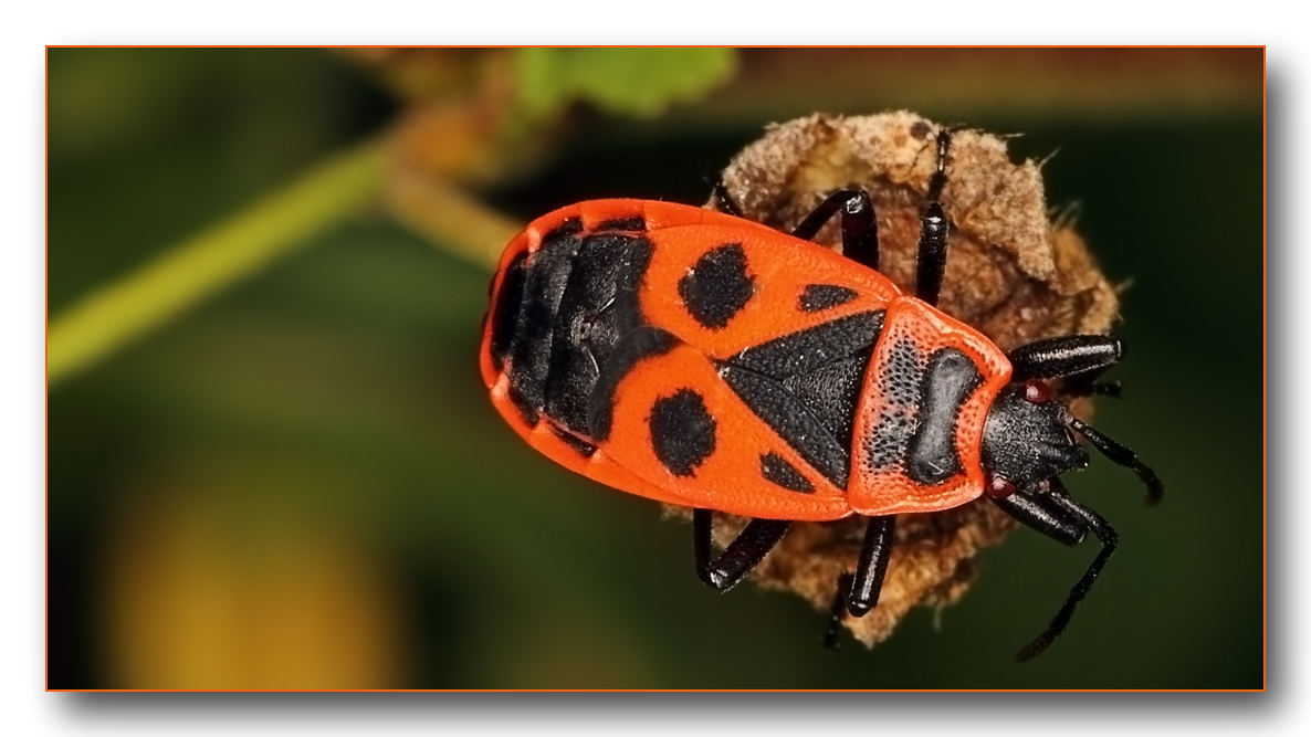 Gemeine Feuerwanze (Pyrrhocoris apterus)