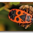 Gemeine Feuerwanze (Pyrrhocoris apterus)