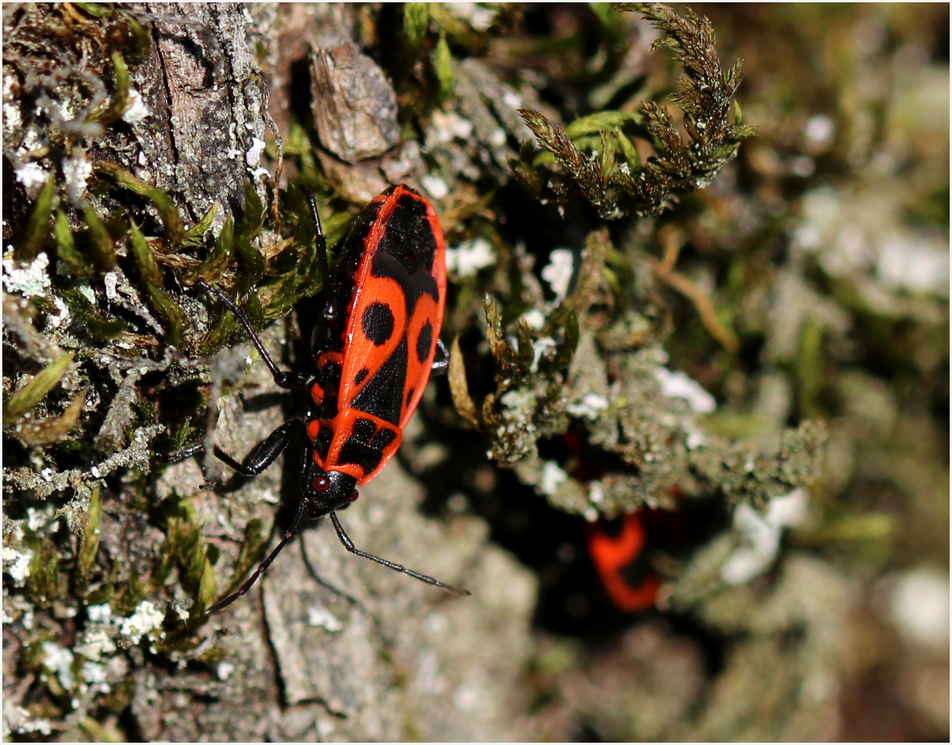 Gemeine Feuerwanze (Pyrrhocoris apterus)...