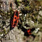 Gemeine Feuerwanze (Pyrrhocoris apterus)...