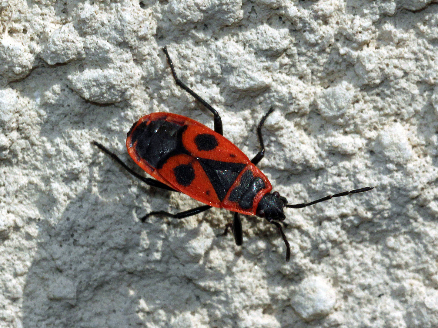 Gemeine Feuerwanze (Pyrrhocoris apterus)