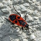 Gemeine Feuerwanze (Pyrrhocoris apterus)