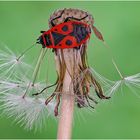 gemeine feuerwanze (pyrrhocoris apterus) ....