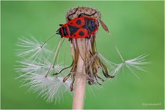 gemeine feuerwanze (pyrrhocoris apterus) ....