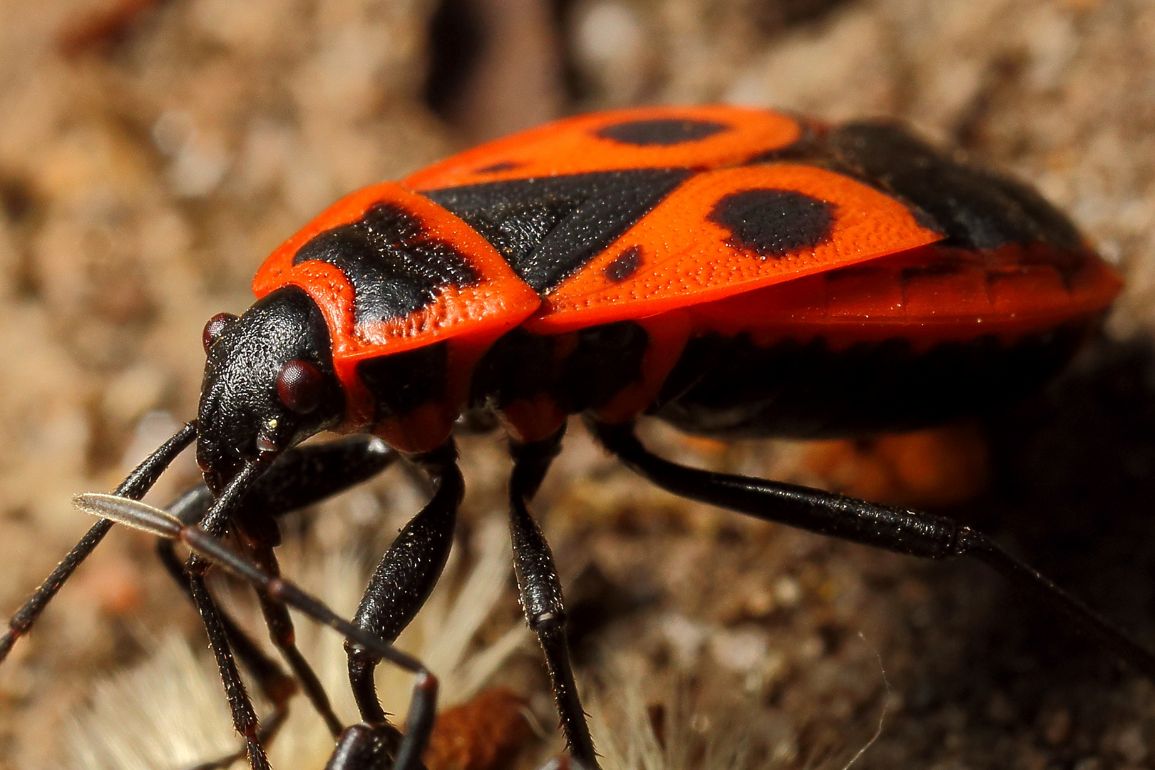 Gemeine Feuerwanze (Pyrrhocoris apterus)  (I)