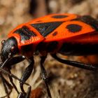 Gemeine Feuerwanze (Pyrrhocoris apterus)  (I)