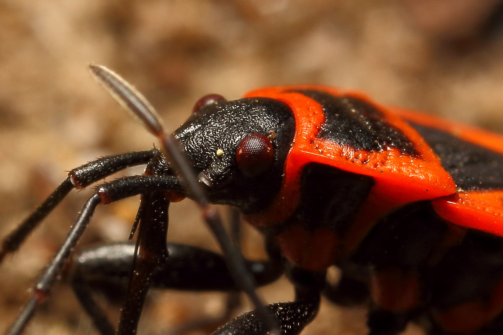 Gemeine Feuerwanze (Pyrrhocoris apterus) (II)