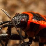 Gemeine Feuerwanze (Pyrrhocoris apterus) (II)