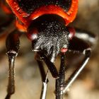 Gemeine Feuerwanze (Pyrrhocoris apterus) (III)