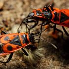 Gemeine Feuerwanze (Pyrrhocoris apterus) (IIII)