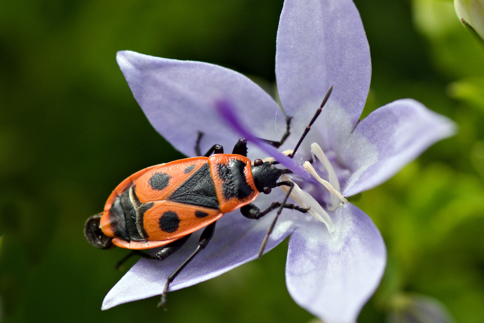 gemeine Feuerwanze (Pyrrhocoris apterus) mit Kulleraugen