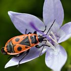 gemeine Feuerwanze (Pyrrhocoris apterus) mit Kulleraugen