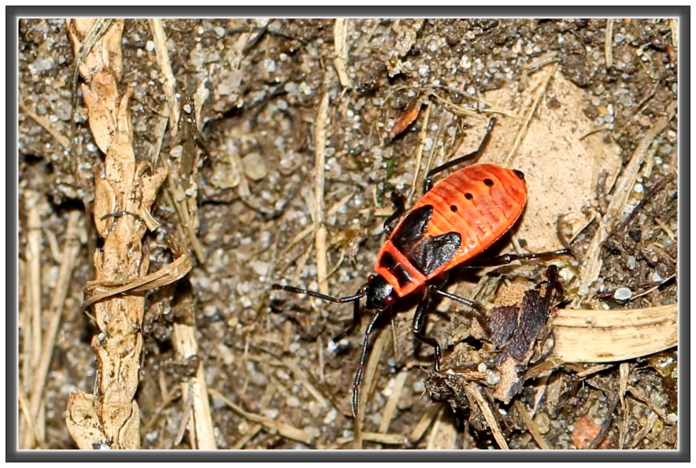 Gemeine Feuerwanze [Pyrrhocoris apterus] Nymphe [frisch geschlüpftes Tier]