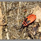 Gemeine Feuerwanze [Pyrrhocoris apterus] Nymphe [frisch geschlüpftes Tier]