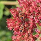 Gemeine Feuerwanzen (Pyrrhocoris apterus) auf Fetthenne