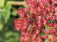 Gemeine Feuerwanzen (Pyrrhocoris apterus) auf Fetthenne