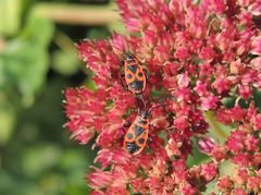 Gemeine Feuerwanzen (Pyrrhocoris apterus) auf Fetthenne