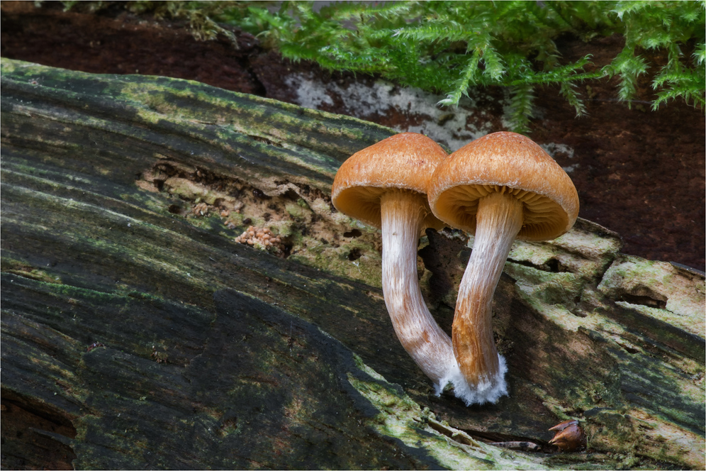 gemeine Flämmlinge (Gymnopilus penetrans)