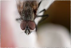 Gemeine Fliege