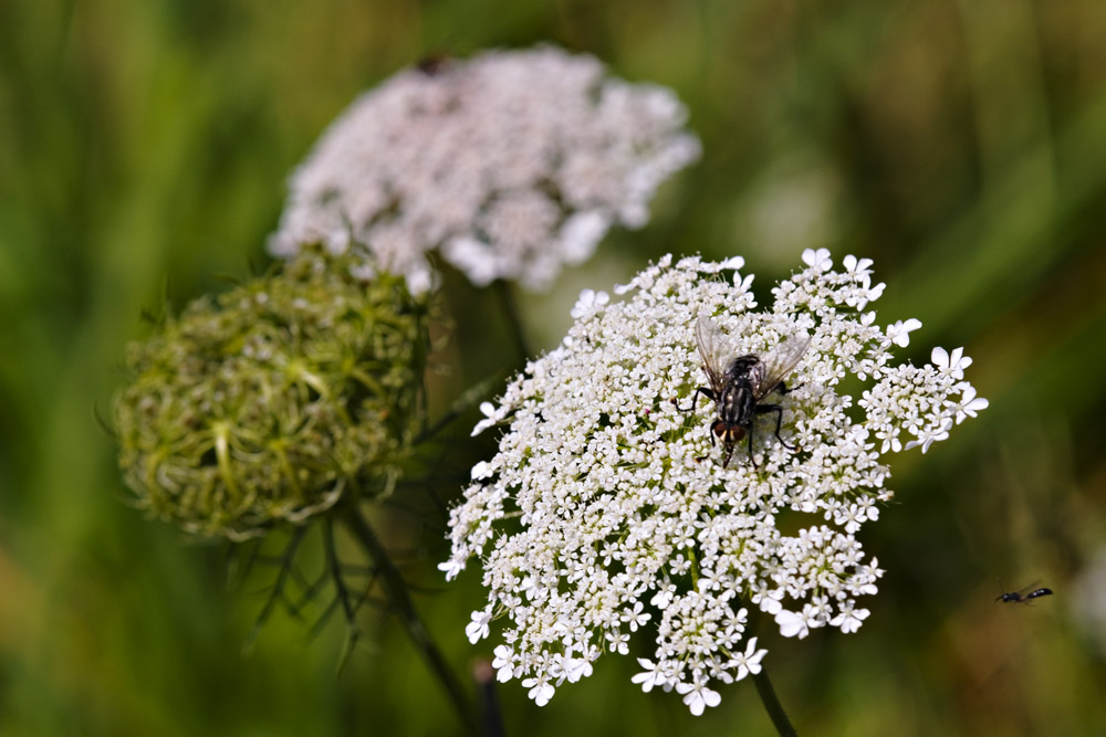 Gemeine Fliege