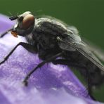 Gemeine Fliege