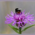 Gemeine Flockenblume