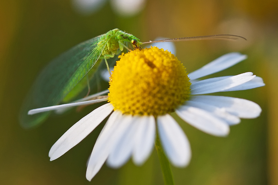 Gemeine Florfliege