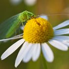 Gemeine Florfliege