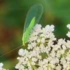 gemeine Florfliege