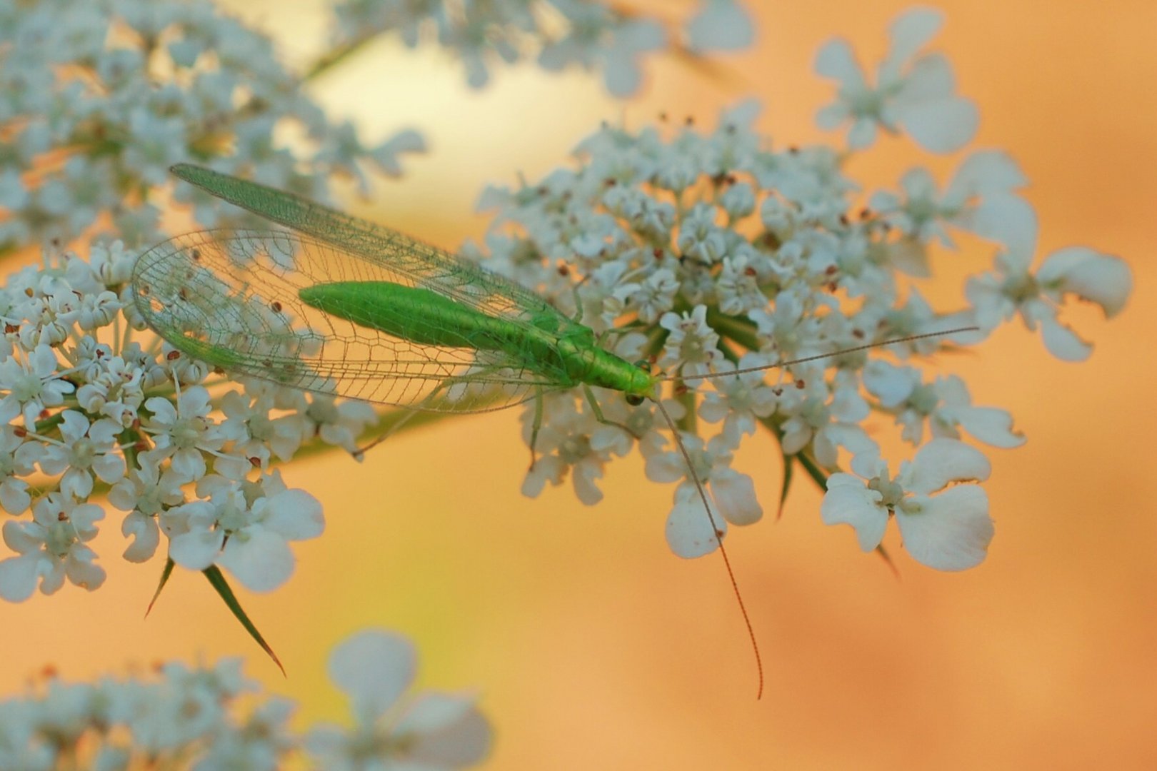 gemeine Florfliege