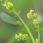 Gemeine Florfliege an Labkraut