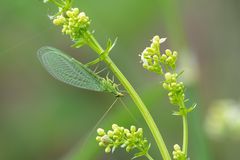 Gemeine Florfliege an Labkraut