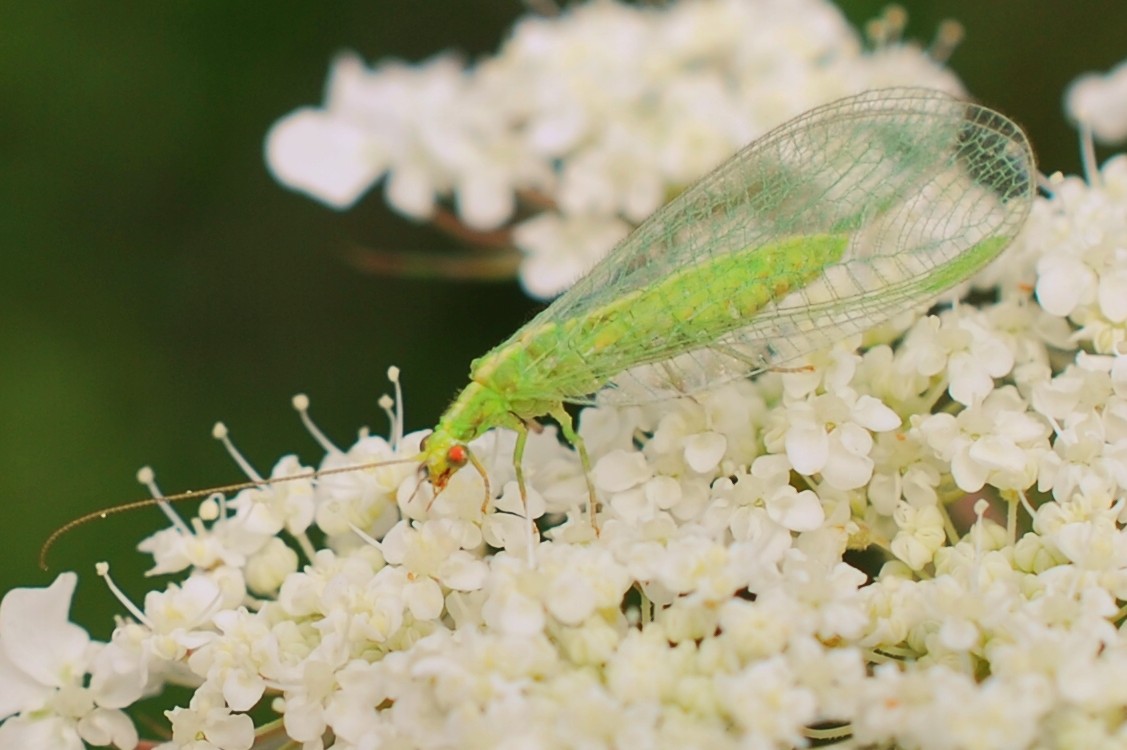 gemeine Florfliege auf wilde Möhre