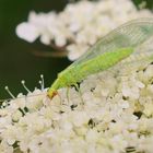 gemeine Florfliege auf wilde Möhre