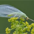 gemeine florfliege (chrysoperla carnea)....