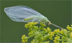 gemeine florfliege (chrysoperla carnea)....