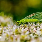 Gemeine Florfliege (Chrysoperla carnea)