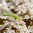 Gemeine Florfliege ( Chrysoperla carnea ) 