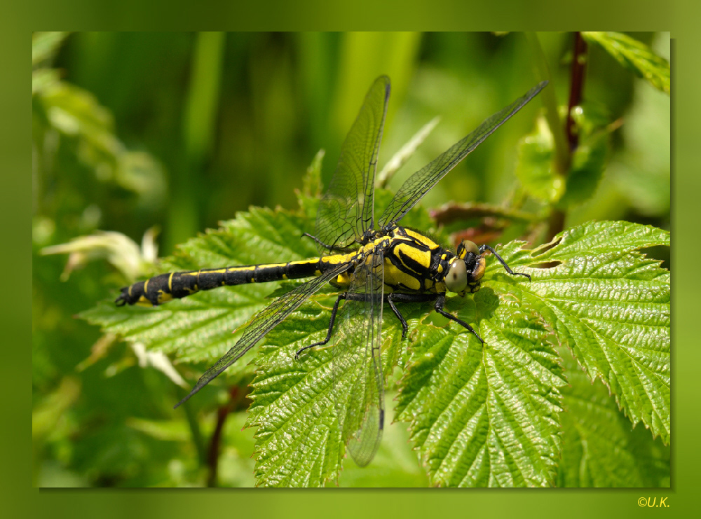 Gemeine Flussjungfer (Gomphus vulgatissimus)