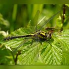 Gemeine Flussjungfer (Gomphus vulgatissimus)