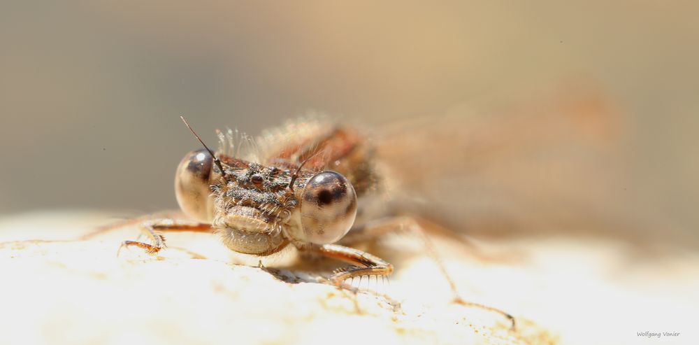  Gemeine Frühlibelle...........