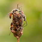 Gemeine Furchenbiene (Lasioglossum calceatum)