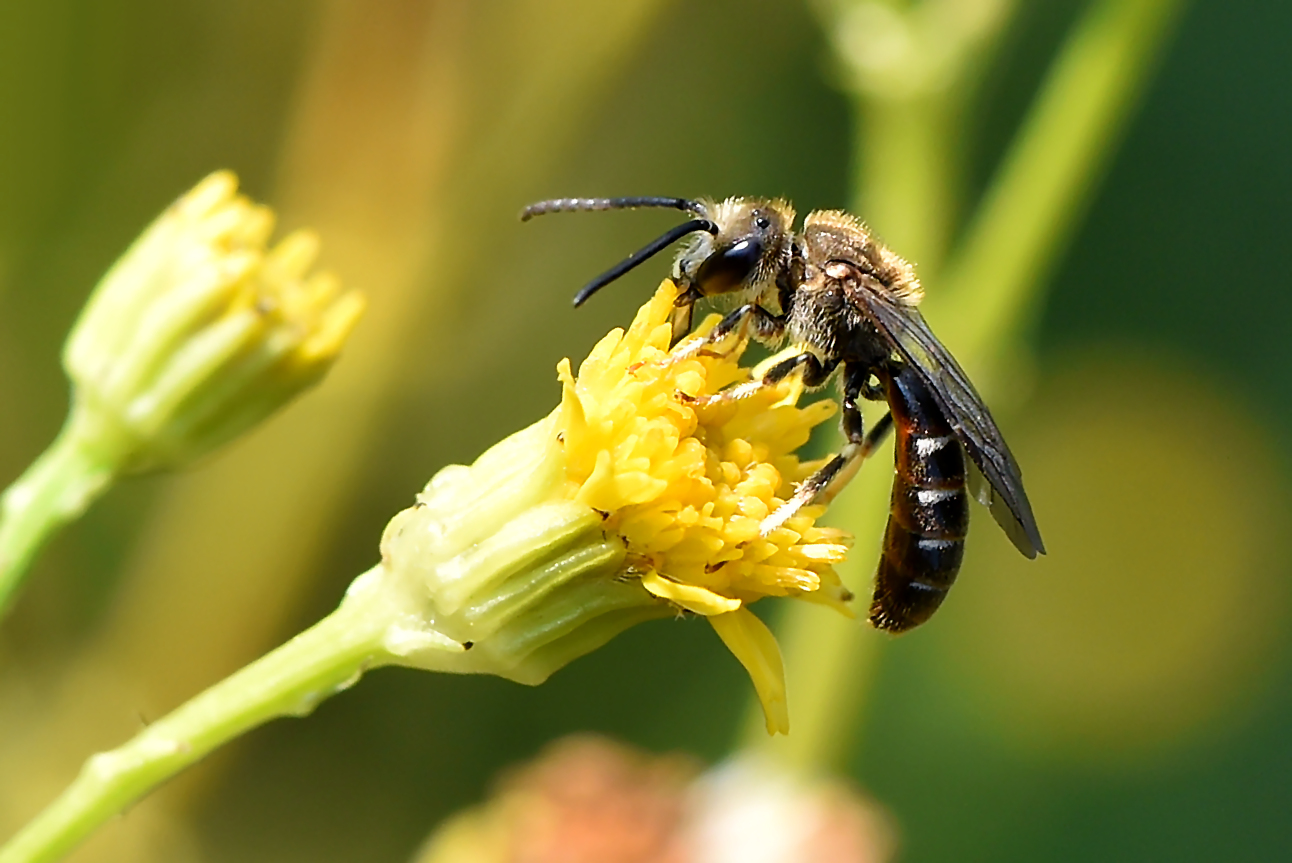 Gemeine Furchenbiene - Lasioglossum calceatum - Profil