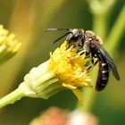 Gemeine Furchenbiene - Lasioglossum calceatum - Profil