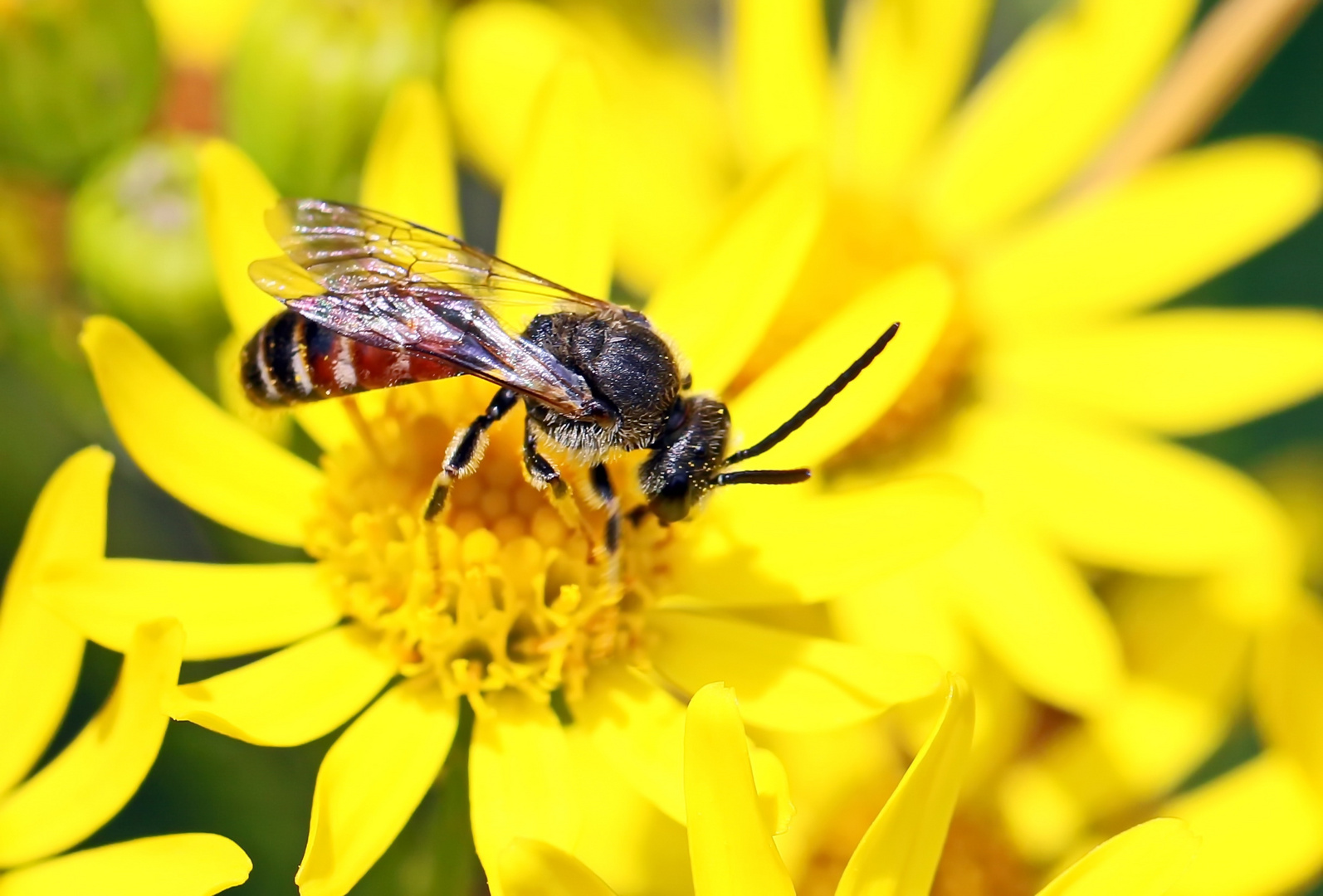 Gemeine Furchenbiene,Lasioglossum calceatum-m